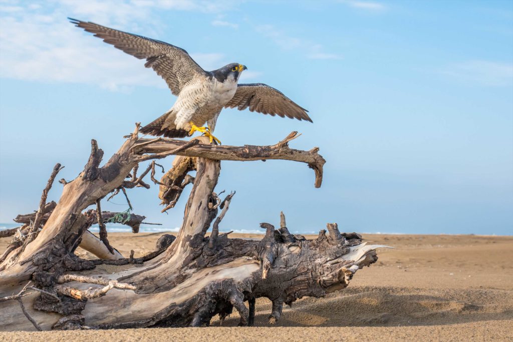 Falcó pelegrí (Falco peregrinus)