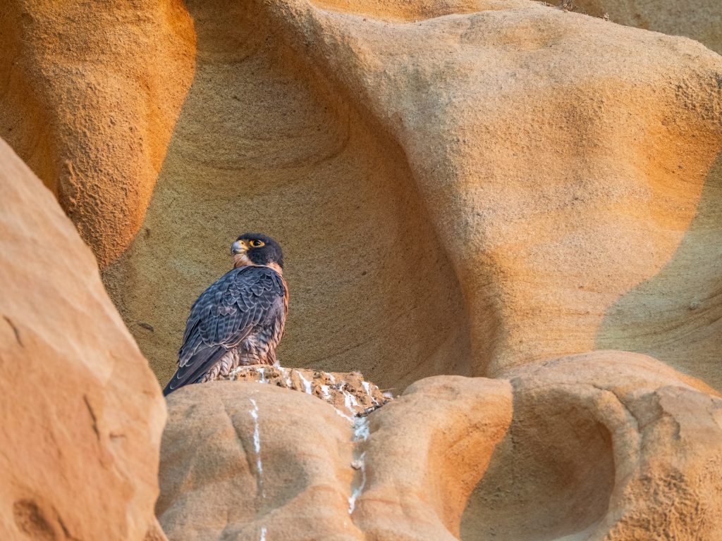 Falcó pelegrí (Falco peregrinus)